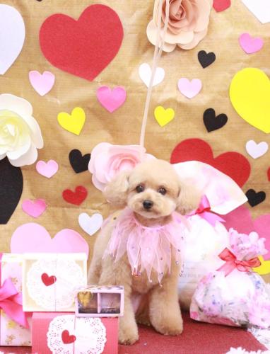 20230202ころもちゃん